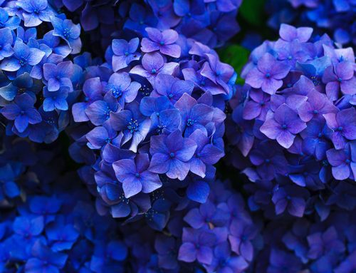 Roses are red but are violets are blue?